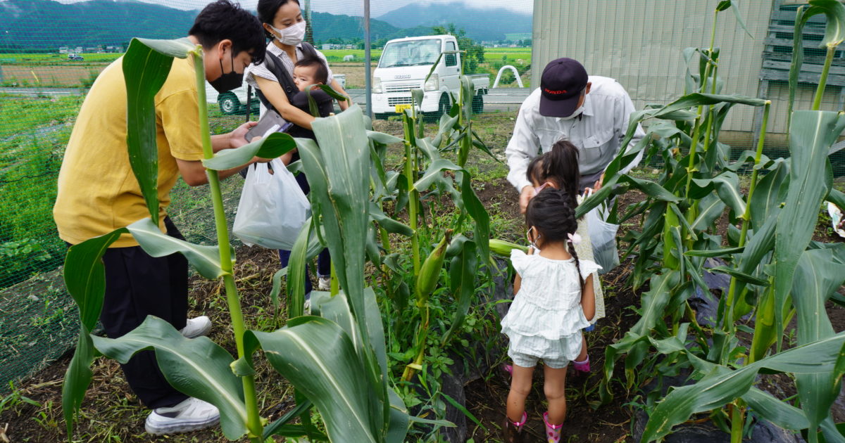 野向町コミュニティセンタートウモロコシ収穫体験